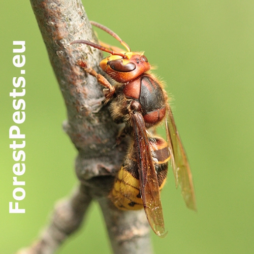 Sr&scaron;eň obyčajn&yacute;