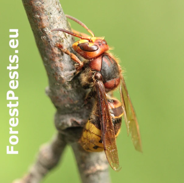 Sr&scaron;eň obyčajn&yacute;