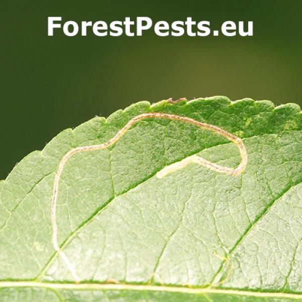 Podkop&aacute;čik ovocn&yacute;