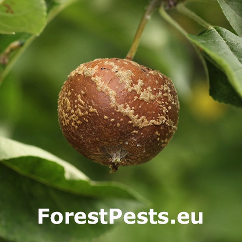 Mon&iacute;liov&aacute; hniloba jadrov&iacute;n