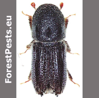 Lykožr&uacute;t &uacute;zky