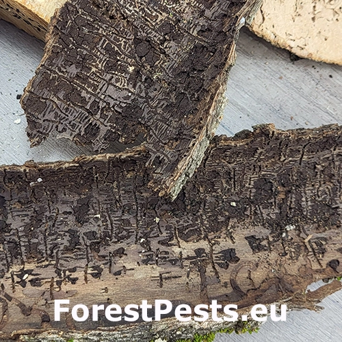 Lykokaz brestov&yacute;