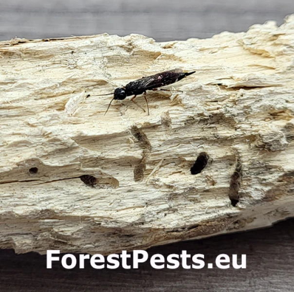 P&iacute;lovka Xiphydria prolongata