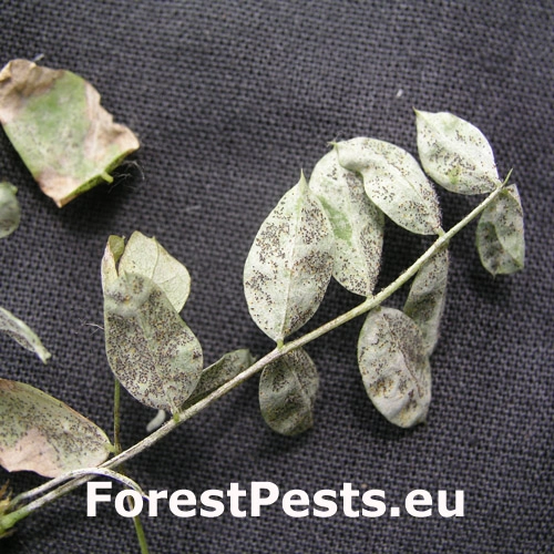 M&uacute;čnatka Palczewskeho