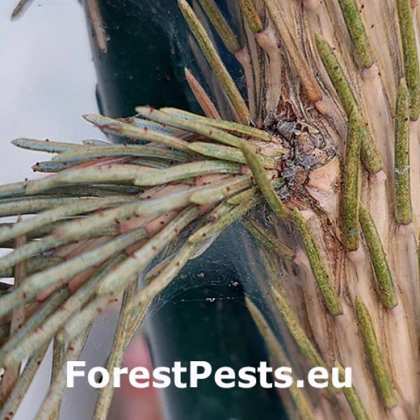 Roztoč smrekov&yacute;