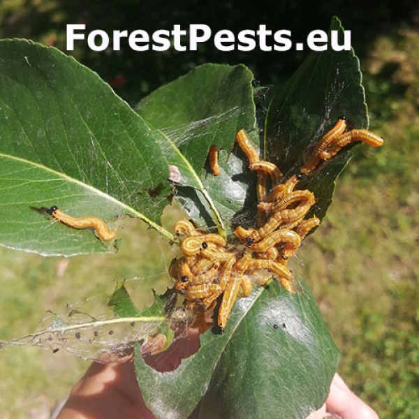 Ploskanka hru&scaron;kov&aacute;