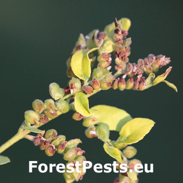 Byľomor Dasineura gleditchiae