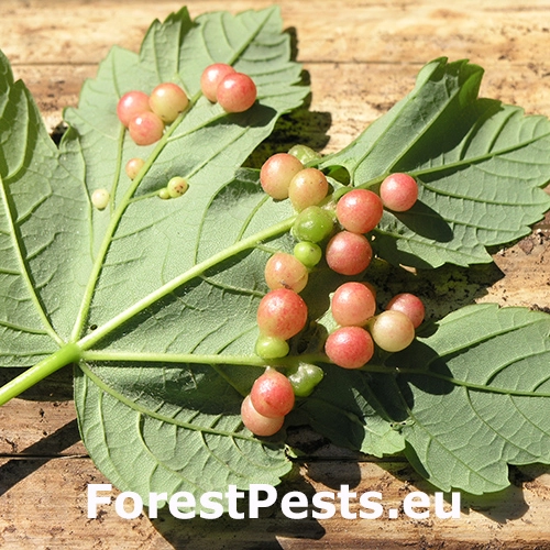 Hrčiarka javorov&aacute;