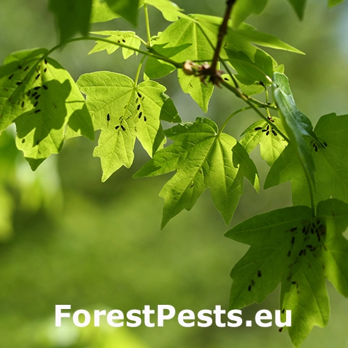 Vo&scaron;ka Periphyllus testudinaceus