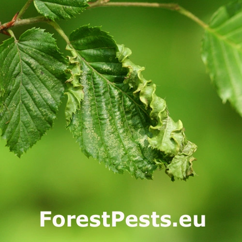 Roztoč Aceria macrotrichus