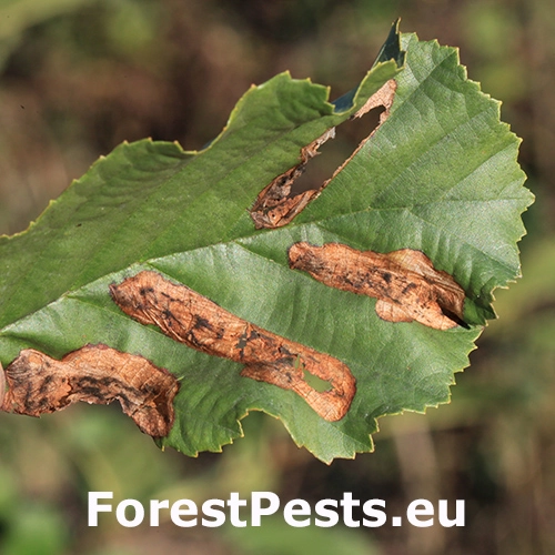 Piliarka Fenusa dohrnii