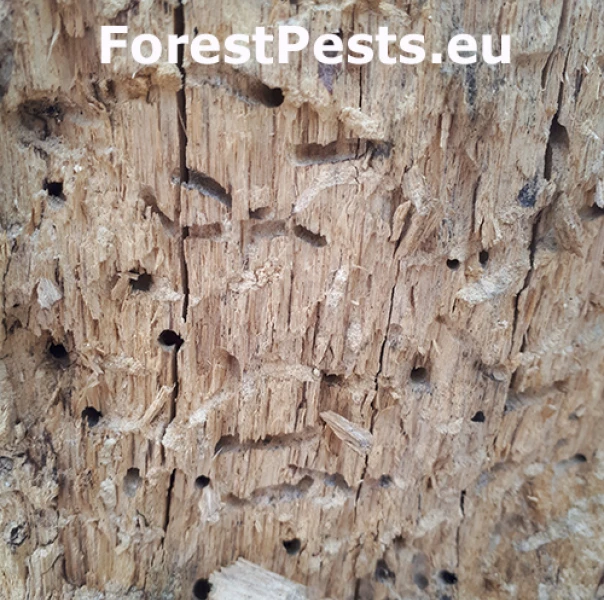 P&iacute;lovka Xiphydria longicollis