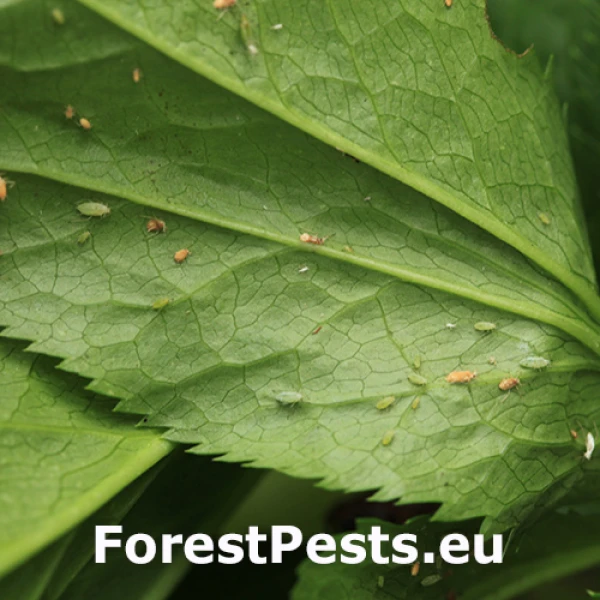 Vo&scaron;ka dr&aacute;čov&aacute;