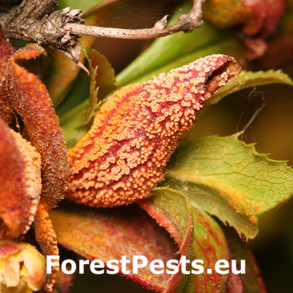 Hrzda tr&aacute;vov&aacute;