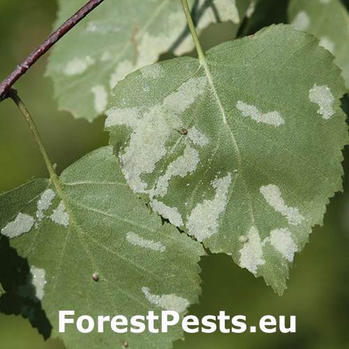 Roztoč brezov&yacute;