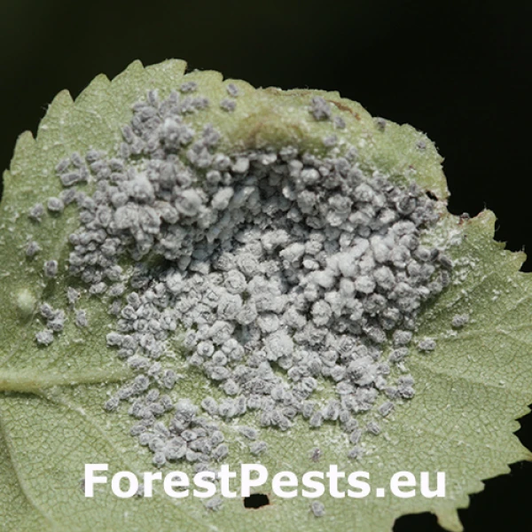 Vo&scaron;ka Hamamelistes betulinus