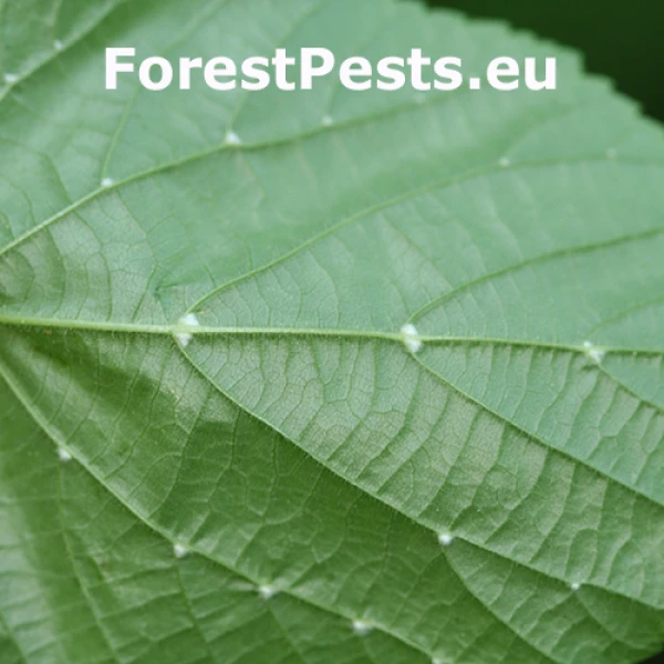 Roztoč Eriophyes exilis