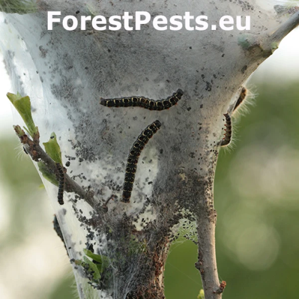 Priadkovec brezov&yacute;