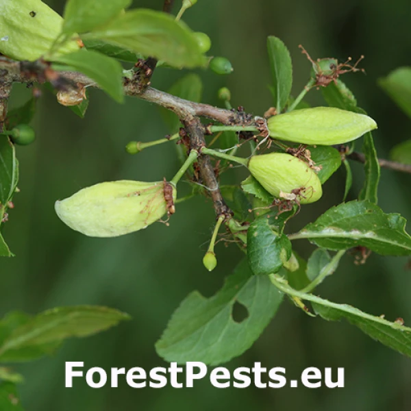 Grman&iacute;k slivkov&yacute; 