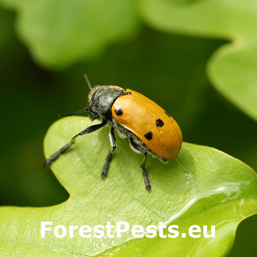 Liskavka Lachnaia sexpunctata