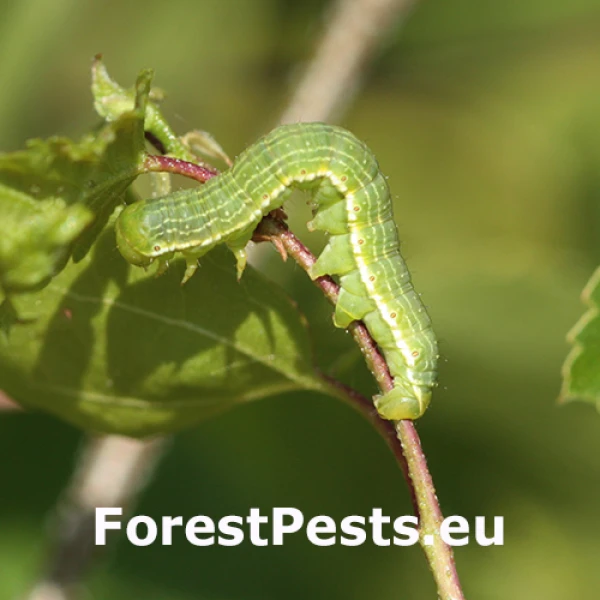 Marcovka brezov&aacute;