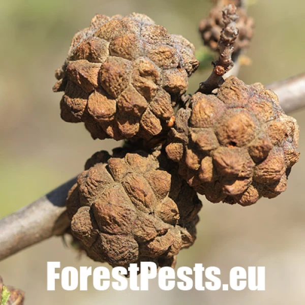 Hrčiarka Andricus curtisii