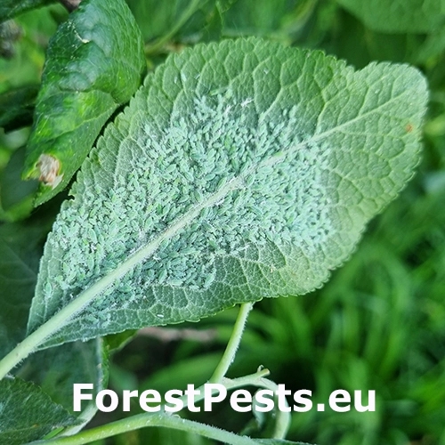 Vo&scaron;ka slivkov&aacute;