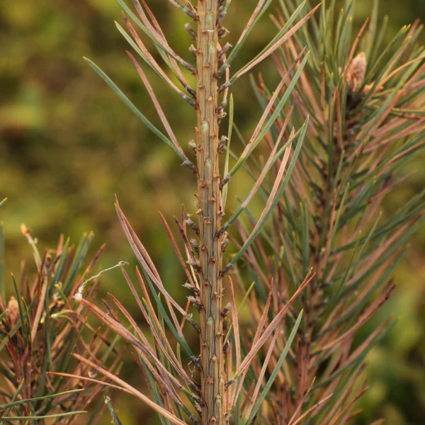 Sypavn&iacute;čka borovicov&aacute;