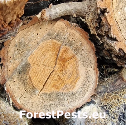 Hrbohlav hned&yacute;