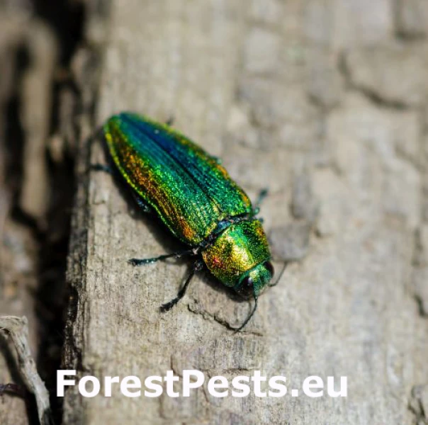 Krasoň lipov&yacute;