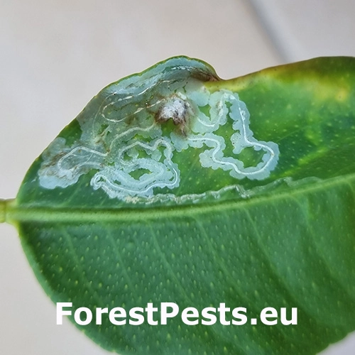 Listovn&iacute;ček citrusov&yacute;