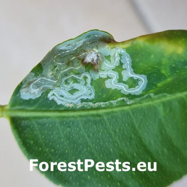 Listovn&iacute;ček citrusov&yacute;