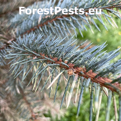 Vo&scaron;ka smrekov&aacute; 