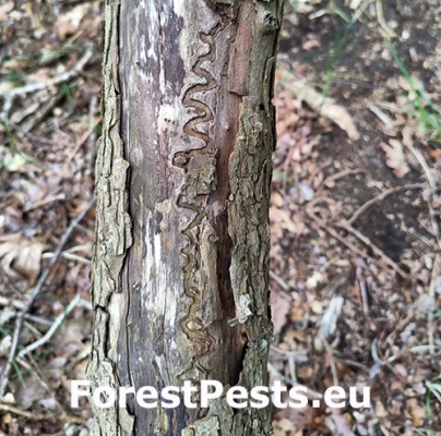 Poln&iacute;k stromov&yacute;