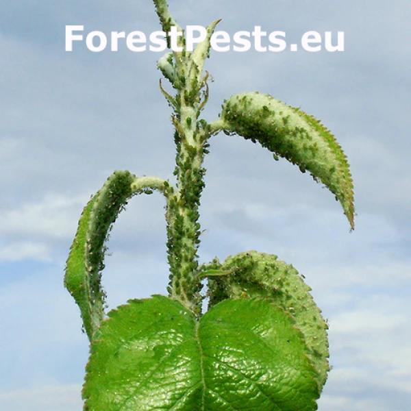 Vo&scaron;ka jabloňov&aacute;