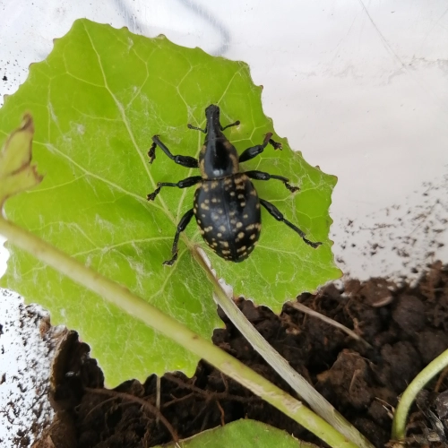 Tvrdoň dev&auml;ťsilov&yacute;