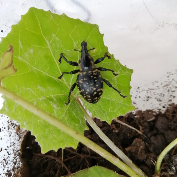 Tvrdoň dev&auml;ťsilov&yacute;