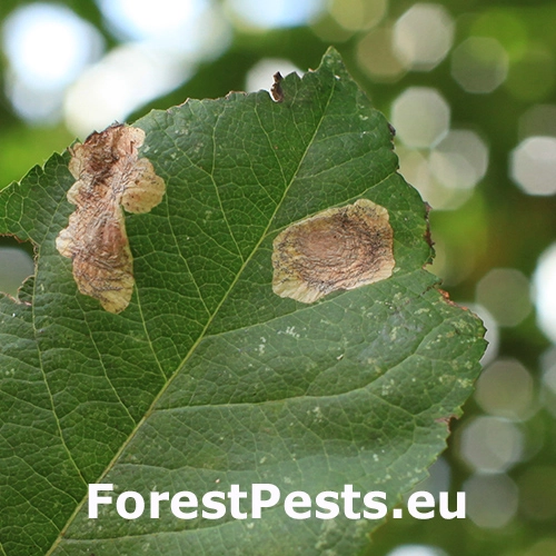 Podkop&aacute;čik &scaron;pir&aacute;lov&yacute;