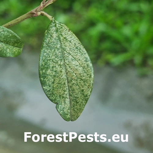 Sietnačka hru&scaron;kov&aacute;