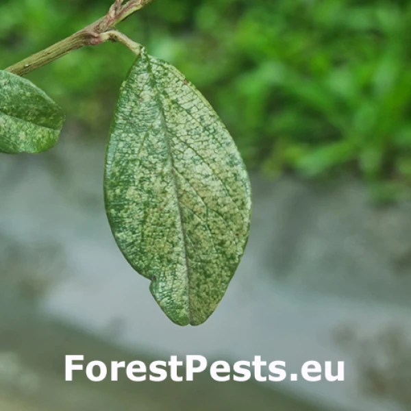 Sietnačka hru&scaron;kov&aacute;