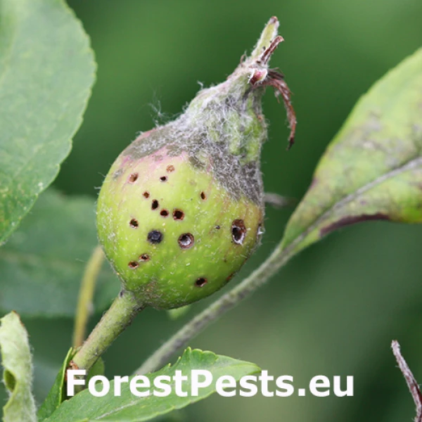 Nos&aacute;nik jablčn&yacute;