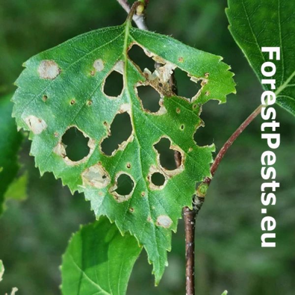 Bly&scaron;tek bukov&yacute;