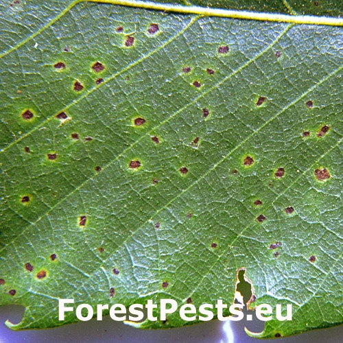 Drobnoplodka &scaron;kvrnit&aacute;