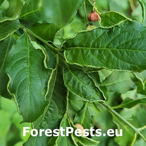 Roztoč Eriophyes convolvens