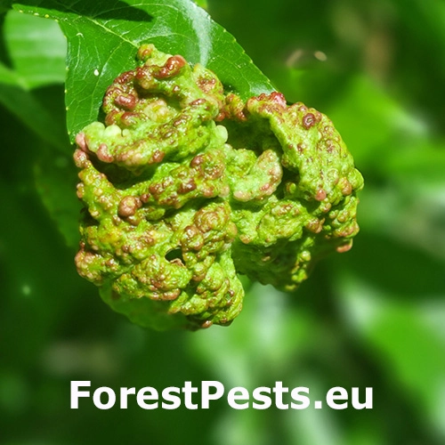 Kučeravosť listov brosk&yacute;ň