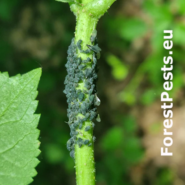 Vo&scaron;ka Aphis sambuci