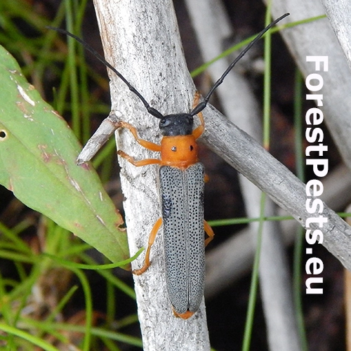 Fuz&aacute;č dvojbodkov&yacute;