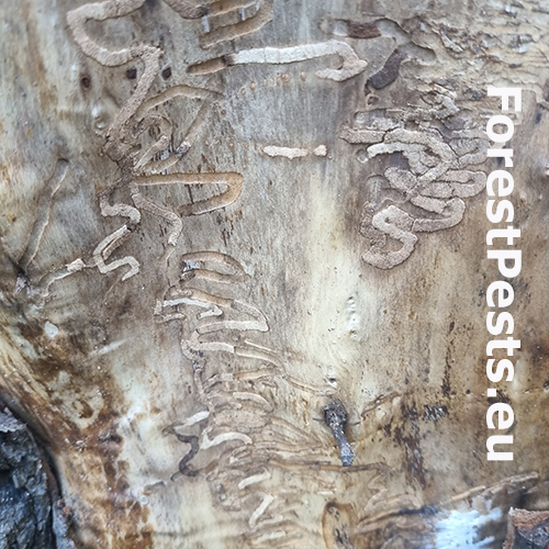 Krasoň topoľov&yacute;