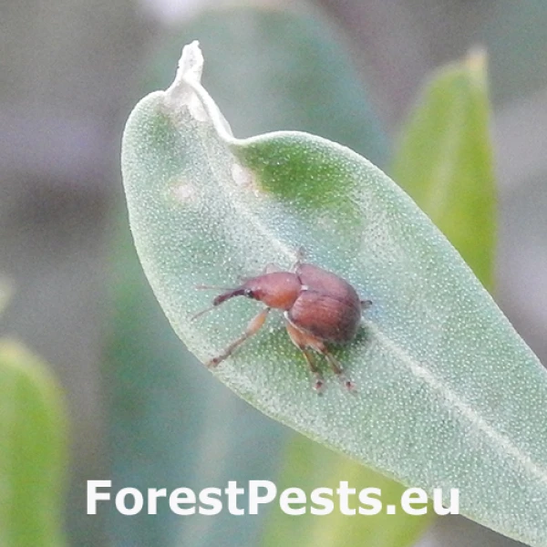 Nos&aacute;nik olivov&yacute;