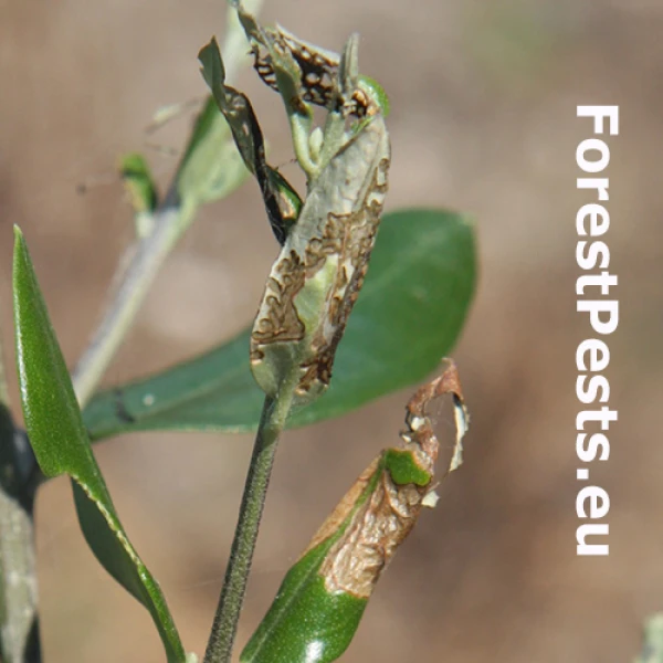 Priadzovček olivov&yacute;